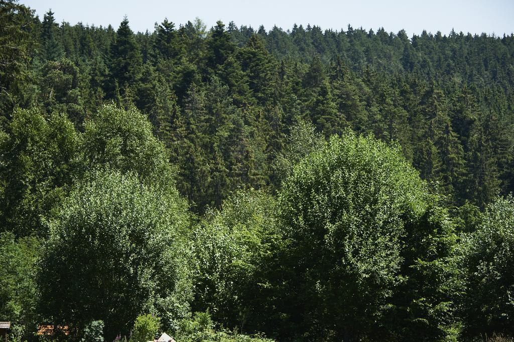 Schwarzwald Lodge Rothaus غرافنهاوسن الغرفة الصورة